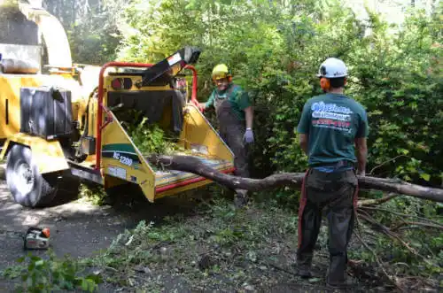 tree services Early